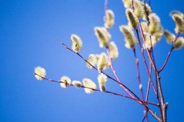 Bir erken Bahar güneşli gün güzel willow çiçeklenir. Yumuşak willow tomurcukları. Sığ derinlik-in tarla.