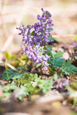 Orman zeminine yere çiçek açan güzel bir mor çiçek. Ormanda bahar bitkiler. Sığ derinlik-in tarla.