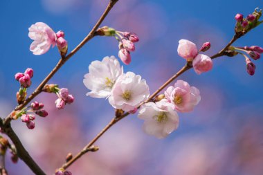 Güneşli bahar günü bir güzel sakura kiraz çiçekleri. Doğal yaşam alanı kiraz çiçekleri. Parkta büyüyen Sakura. Oryantal bahar atmosfer.