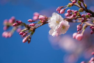 Güneşli bahar günü bir güzel sakura kiraz çiçekleri. Doğal yaşam alanı kiraz çiçekleri. Parkta büyüyen Sakura. Oryantal bahar atmosfer.