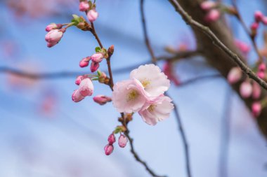 Güneşli bahar günü bir güzel sakura kiraz çiçekleri. Doğal yaşam alanı kiraz çiçekleri. Parkta büyüyen Sakura. Oryantal bahar atmosfer.