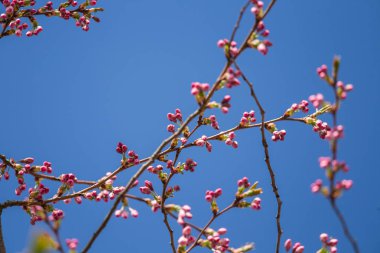 Güneşli bahar günü bir güzel sakura kiraz çiçekleri. Doğal yaşam alanı kiraz çiçekleri. Parkta büyüyen Sakura. Oryantal bahar atmosfer.