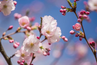 Güneşli bahar günü bir güzel sakura kiraz çiçekleri. Doğal yaşam alanı kiraz çiçekleri. Parkta büyüyen Sakura. Oryantal bahar atmosfer.