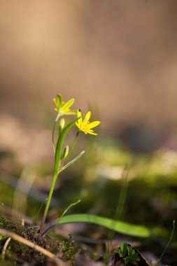 Güzel bir sarı çiçek orman katta bahar güneşli gün erken çiçeklenme. Ormanda bahar bitkiler.