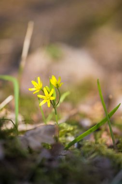 Güzel bir sarı çiçek orman katta bahar güneşli gün erken çiçeklenme. Ormanda bahar bitkiler.