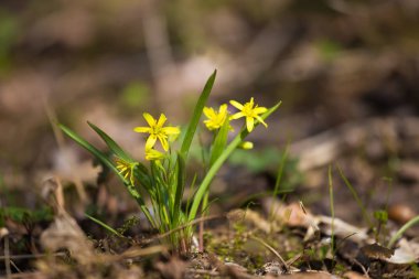 Güzel bir sarı çiçek orman katta bahar güneşli gün erken çiçeklenme. Ormanda bahar bitkiler.