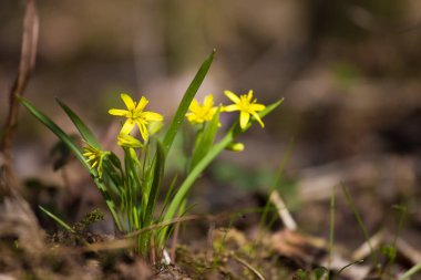 Güzel bir sarı çiçek orman katta bahar güneşli gün erken çiçeklenme. Ormanda bahar bitkiler.