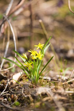 Güzel bir sarı çiçek orman katta bahar güneşli gün erken çiçeklenme. Ormanda bahar bitkiler.