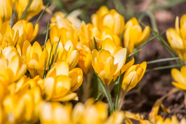 Pełny Ogród Żółty Kwitnienia Drocus Słoneczny Wiosenny Dzień Wiosenne Kwiaty — Zdjęcie stockowe