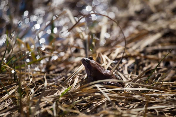 座っている美しい茶色のカエルは 早く春の晴れた日に草を乾燥させます カエルのクローズ アップ 浅い被写し界深度 — ストック写真