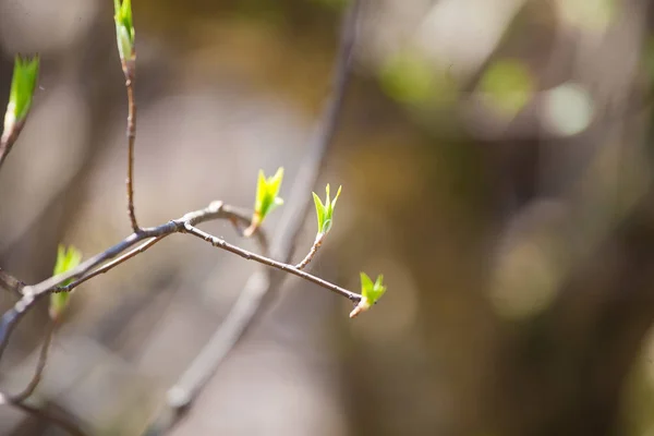 Beautiful Green Spring Leaves Forest Nature Regrowth Early Spring Shallow — Stock Photo, Image