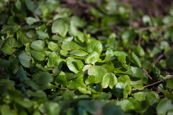 Mooie Groene Lente Laat Een Forest Natuur Hergroei Het Vroege — Stockfoto