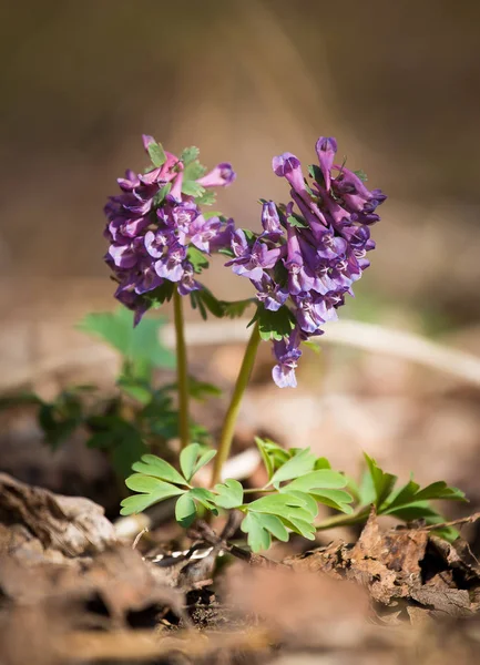 在森林地面上绽放着一朵美丽的紫色花朵 树林里的春天植物 浅景深 — 图库照片