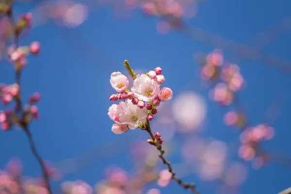 Egy Gyönyörű Sakura Cseresznye Virágok Egy Napsütéses Tavaszi Napon Természetes — Stock Fotó