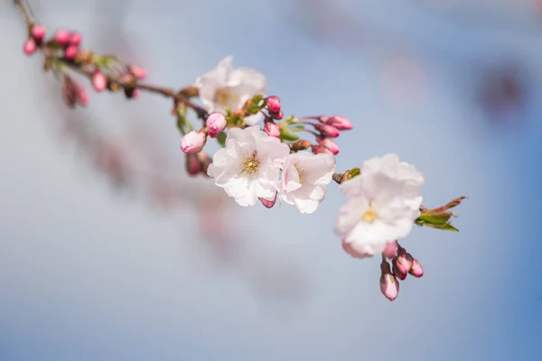 Egy Gyönyörű Sakura Cseresznye Virágok Egy Napsütéses Tavaszi Napon Természetes — Stock Fotó