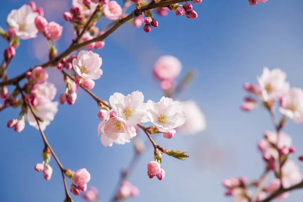 Uma Bela Cereja Sakura Floresce Dia Ensolarado Primavera Flores Cerejeira — Fotografia de Stock