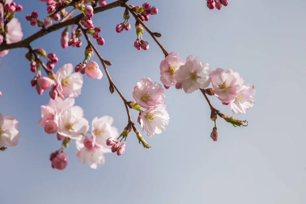 Egy Gyönyörű Sakura Cseresznye Virágok Egy Napsütéses Tavaszi Napon Természetes — Stock Fotó