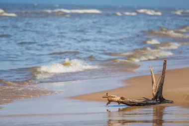 Baltık Denizi kıyısında bir güzel bahar manzara. Plaj ağaçlarda. Güneşli gün.