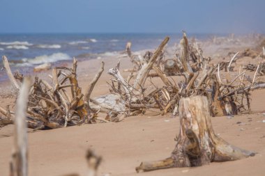 Baltık Denizi kıyısında bir güzel bahar manzara. Plaj ağaçlarda. Güneşli gün.