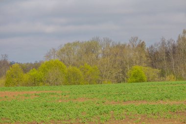 Güzel, parlak bahar manzara bir alan ve ağaçlar. Atmosfer yenileniyor.