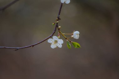 Bir güzel beyaz kiraz çiçekleri bahar doğal zemin üzerine. Sığ derinlik-in tarla.