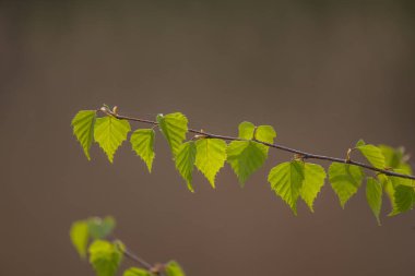 Güzel yeni huş ağacı doğal bir arka plan bahar bırakır. Sığ derinlik-in tarla.