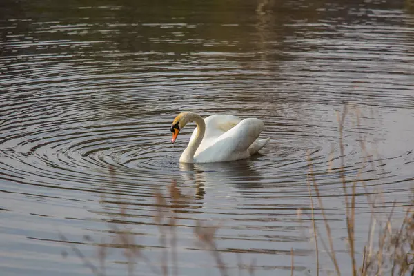 Hermoso Cisne Blanco Nadando Pies Río Primavera Retrato Aves Paisaje —  Fotos de Stock