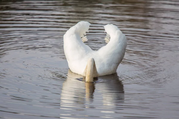 美しい白鳥のスイミングと春の川に Feeting 風景の中の鳥の肖像画 — ストック写真