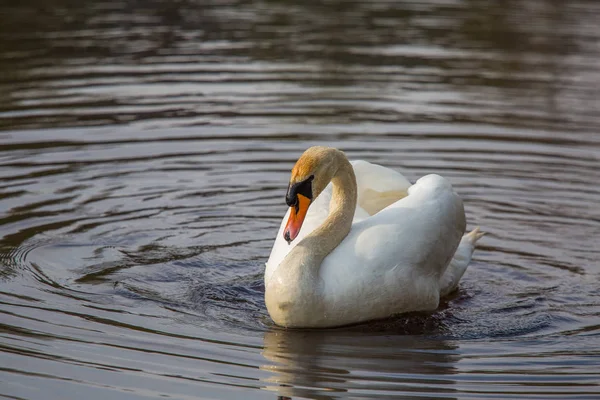 Hermoso Cisne Blanco Nadando Pies Río Primavera Retrato Aves Paisaje —  Fotos de Stock