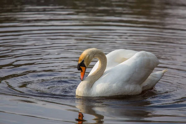 Hermoso Cisne Blanco Nadando Pies Río Primavera Retrato Aves Paisaje —  Fotos de Stock