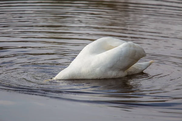 Весной Реке Плавает Кормится Белый Лебедь Портрет Птицы Пейзаже — стоковое фото