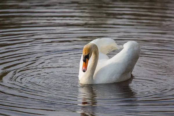 Vacker Vit Svan Simning Och Feeting Floden Våren Fågel Stående — Stockfoto