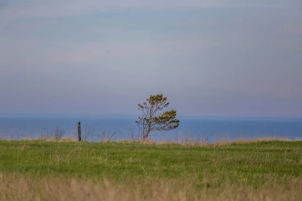 Beautiful Spring Landscape Baltic Sea Coast Trees Beach Sunny Day — Stock Photo, Image