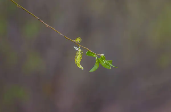 Belles Feuilles Fraîches Printemps Sur Fond Naturel Profondeur Champ Faible — Photo