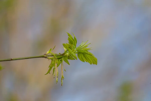 美しい 新鮮な新しいの自然背景に春の葉します 浅い被写し界深度 — ストック写真