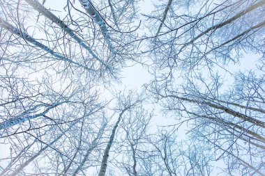 Avrupa kırsalında güzel bir kış manzarası. İlk kar manzarası. Parlak sabah.