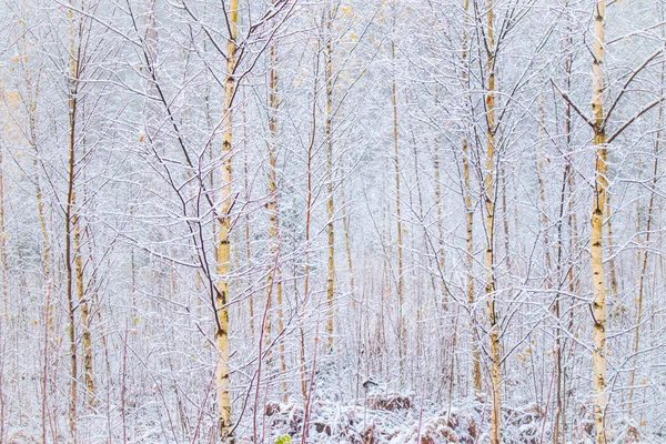 Piękna Zimowa Sceneria Europejskiej Wsi Pierwszy Śnieżny Krajobraz Jasny Poranek — Zdjęcie stockowe