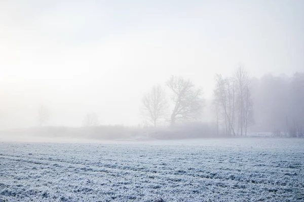 Чудовий Зимовий Краєвид Європейській Сільській Місцевості Перший Сніговий Ландшафт Світлий — стокове фото