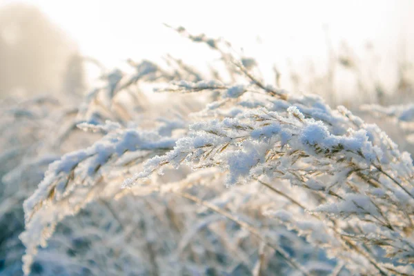 ヨーロッパの田舎の美しい冬の風景 最初の雪の風景 明るい朝 — ストック写真