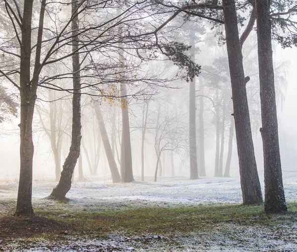 Een Prachtig Winterlandschap Het Europese Platteland Het Eerste Sneeuwlandschap Goede — Stockfoto
