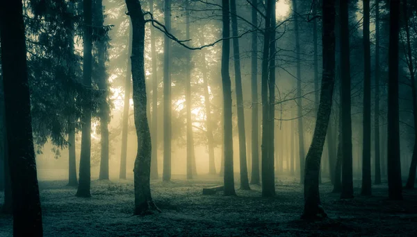 一望无际的树景 万圣节主题景观 初雪中的多雾清晨 — 图库照片