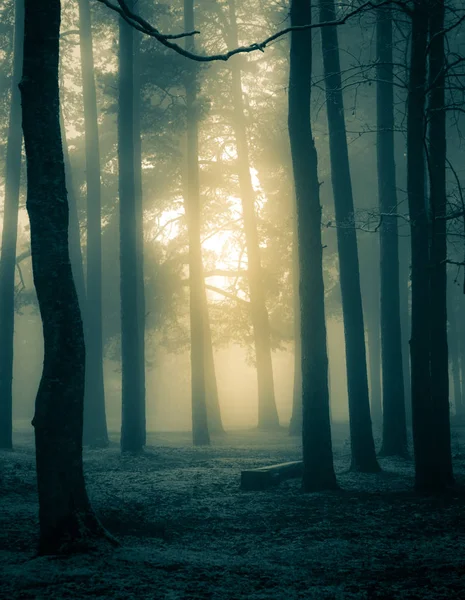 Strašidelná Scenérie Stromů Haloweenská Krajina Mlhavé Ráno Během Prvního Sněhu — Stock fotografie