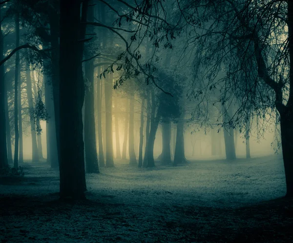 Ürkütücü bir ağaç manzarası. Cadılar Bayramı temalı manzara. İlk kar yağarken sisli bir sabah.