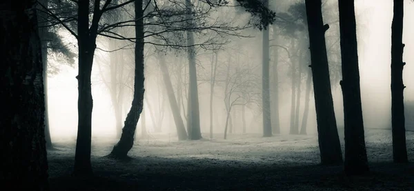 木々の不気味な景色 ハロウィンをテーマにした風景 第1雪の間の霧の朝 — ストック写真
