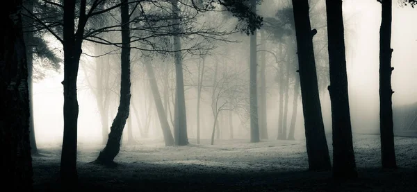 A spooky scenery of a trees. Halloween themed landscape. Foggy morning during the first snow.