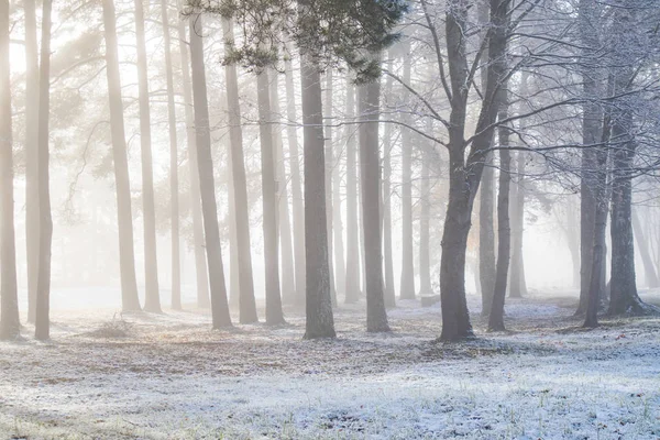 Een Prachtig Winterlandschap Het Europese Platteland Het Eerste Sneeuwlandschap Goede Stockfoto