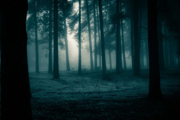 Een Griezelig Landschap Van Een Boom Halloween Themalandschap Mistige Ochtend Stockfoto