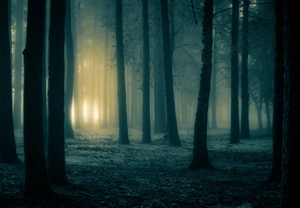 Een Griezelig Landschap Van Een Boom Halloween Themalandschap Mistige Ochtend Rechtenvrije Stockafbeeldingen