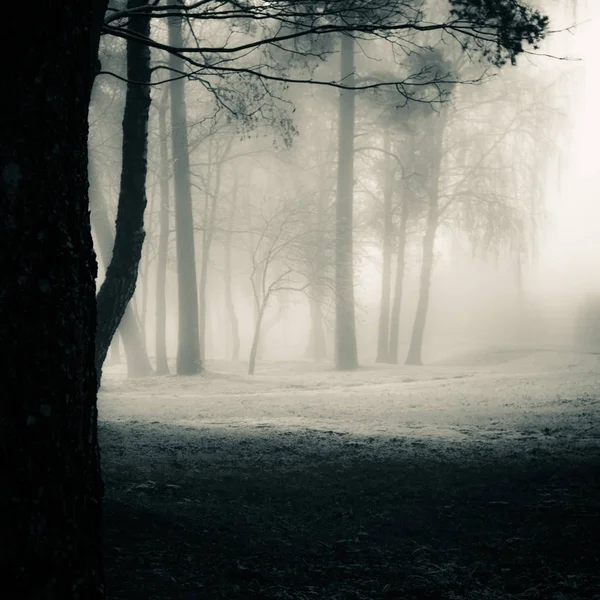 Жуткий Пейзаж Деревьев Хэллоуинский Тематический Пейзаж Туманное Утро Время Первого Стоковая Картинка