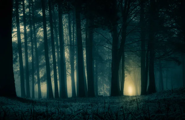 Een Griezelig Landschap Van Een Boom Halloween Themalandschap Mistige Ochtend Stockafbeelding